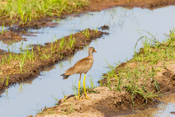 African wattled lapwing at a mudflat