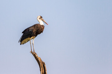 Ullhalsstork on a treetop
