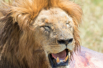 Male Lion with closed eyes in Africa