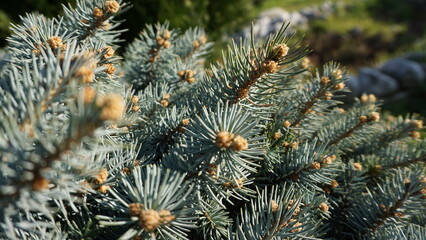 Naklejka na ściany i meble Close-up of pine needles