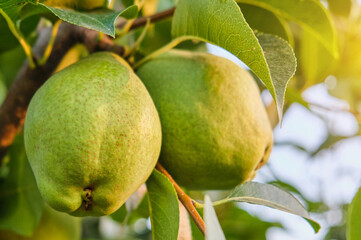 Bunch of green ripe pears on tree branch 