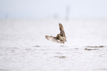 着地するチュウシャクシギ (Whimbrel)