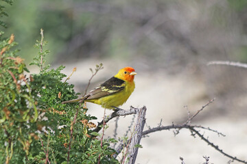 Western Tanager (Piranga ludoviciana) in California Desert