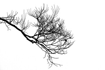 Silhouette of a tree branch, silhouette of a branch tree on a white background. Dead branches.