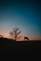 奈良の夜明けと鹿