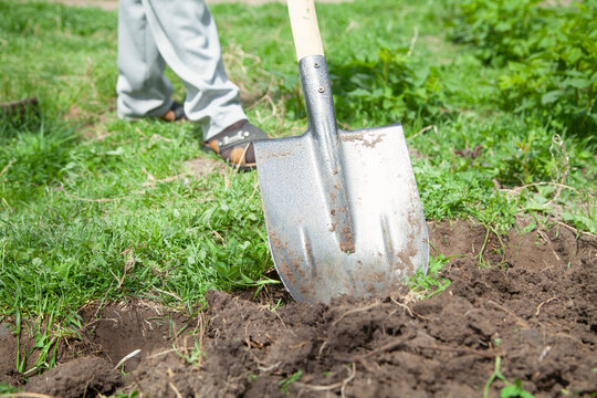 Shovel in soil in the garden.