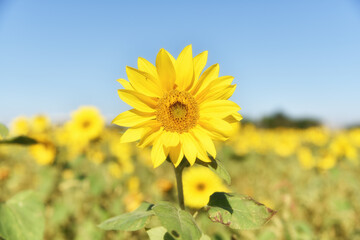 Sunflowers under the sun in sunny days in Asian countries
