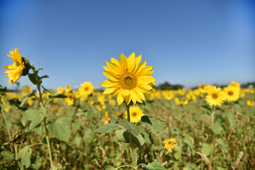 Fototapeta premium Sunflowers under the sun in sunny days in Asian countries