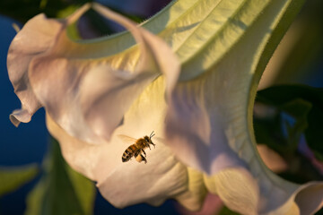 Honey bee flying towards pink flower, fluttering wings with motion blur movement.