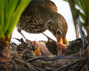Song thrush (Turdus philomelos) feeding her hungry baby birds in the nest.