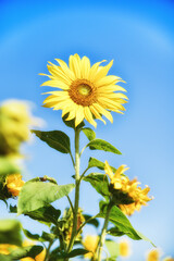 Sunflowers under the sun in sunny days in Asian countries