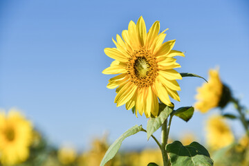 Sunflowers under the sun in sunny days in Asian countries