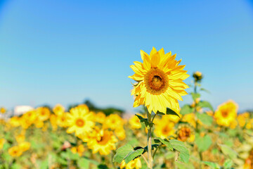Fototapeta premium Sunflowers under the sun in sunny days in Asian countries
