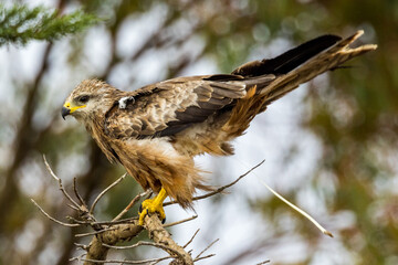 Black Kite in Victoria, Australia