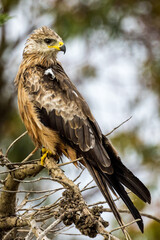 Black Kite in Victoria, Australia