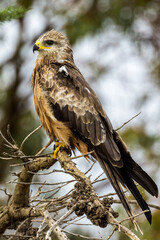Black Kite in Victoria, Australia