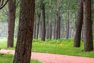 The woods in the wetland Park