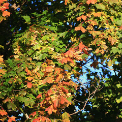 Leaves of Norway maple (Acer platanoides) beginning to turn red
