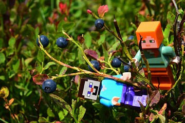 Fototapeta premium LEGO Minecraft figures of Steve and Alex climbing on branch of European Blueberries shrub, latin name Vaccinium Myrtillus, ready to pick some berries, summer daylight sunshine.