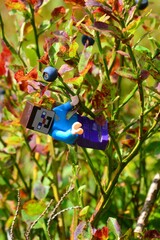 Fototapeta premium LEGO Minecraft figure of Steve hanging on branch of European Blueberries shrub, latin name Vaccinium Myrtillus, ready to pick some berries, summer daylight sunshine. 