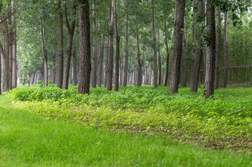 The woods in the wetland Park