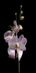 Fototapeta na wymiar Phalaenopsis Orchid with black background