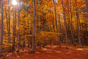 Autumn beech forest with sun rays among yellow leaves. Golden bright mystical mysterious landscape with fabulous trees. A journey through the forest. Beauty of nature. Natural background for design