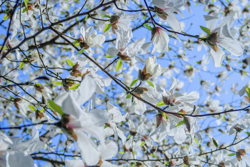 White beautiful large flowers on the branches of a bare tree against the blue sky. White magnolia blossoms close-up. Spring flower background. Blooming magnolia tree with white flowers in spring day