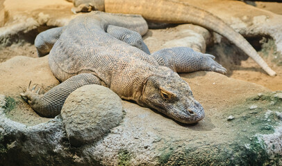 A close up of a komodo dragon siting on rocks Varanus komodoensis