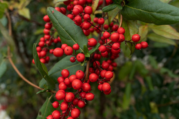 Red berry plans in autumn season, Japan