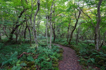 Obraz premium thick forest with old trees