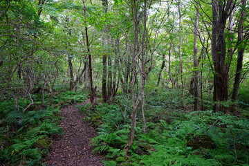 fine path in old wild forest