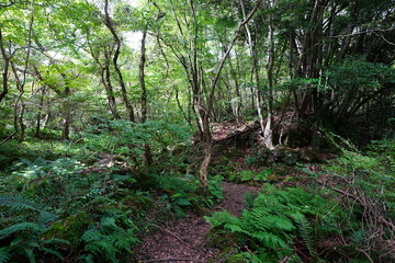 old trees and fern in thick wild forest