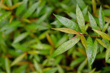 abstract stunning green leaf texture, tropical leaf foliage nature dark green background
