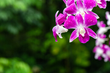 Fototapeta na wymiar Purple fresh Orchids flowers in garden