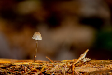 Single magic mushroom growing on a piece of wood with copy space