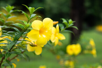 .Yellow flowering plant called Allamanda, Allamanda cathartica native to the Americas
