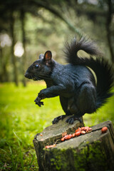 Black squirrel eating peanuts in the middle of the green forest of Mexico