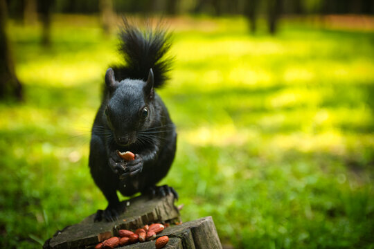 Black squirrel eating peanuts in the middle of the green forest of Mexico