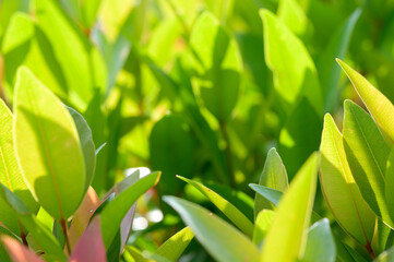abstract stunning green leaf texture, tropical leaf foliage nature green background