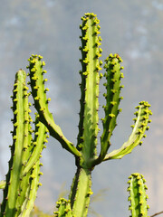 Great details of cactus, cactus is a member of the plant family Cactaceae.
