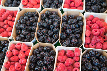 Black and red raspberry, berry is a small, pulpy and often edible fruit .Raspberries are perennial with woody stems in the boxes at the market.