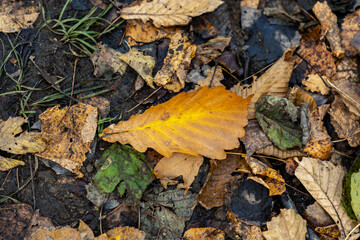 Autumn leaves closeup view - natural background.