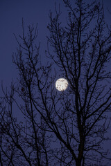 moon and tree