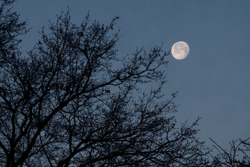 moon and tree