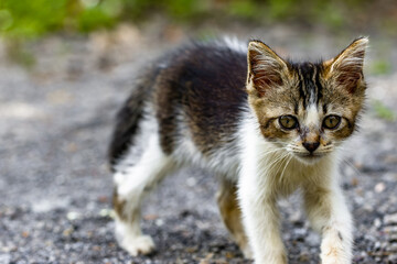 Naklejka na ściany i meble A kitten with a combination of white, black and brown is standing on dry sandy ground