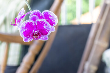 A blooming orchid flower commonly known as the moon orchid or moth orchid (Phalaenopsis amabilis) in purple and white colour