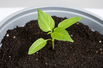 Growing peppers from seeds. Step 7 - the plant grows in a pot.