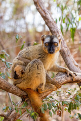 Fototapeta premium Red-Fronted Lemur (Eulemur Rufifrons), female with small cute baby. Endangered endemic animal in Kirindy Forest, Madagascar wildlife animal.