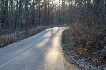 Fototapeta premium road in the woods